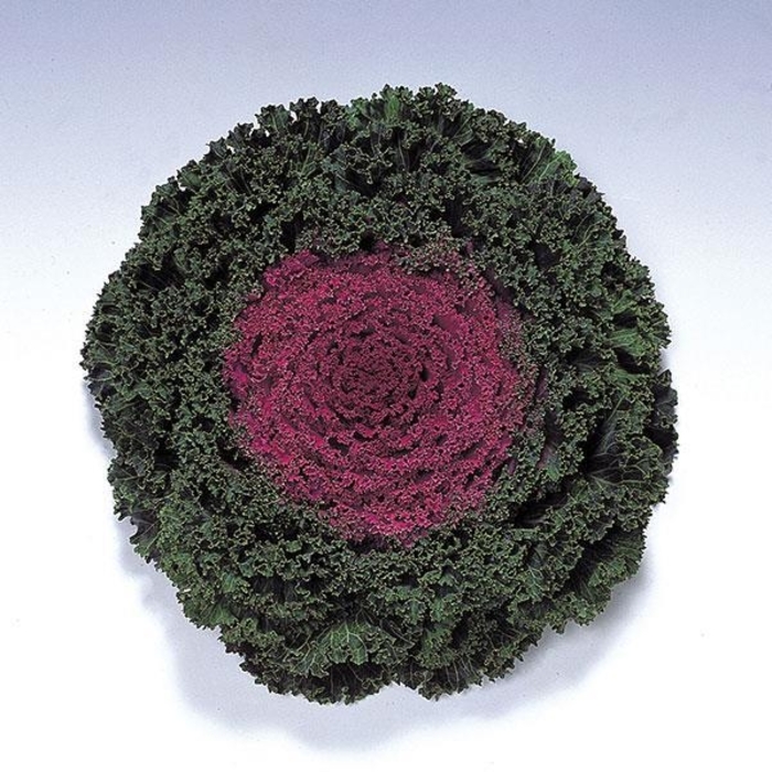 Flowering Kale Kamome Red - Flowering Kale from Milmont Greenhouses