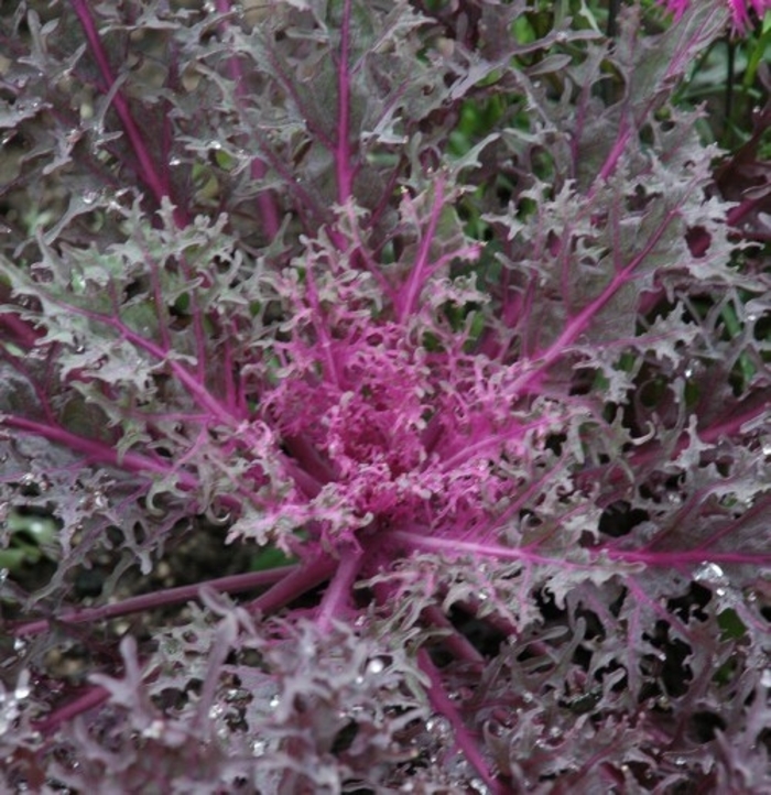 Flowering Kale Peacock Red - Flowering Kale from Milmont Greenhouses