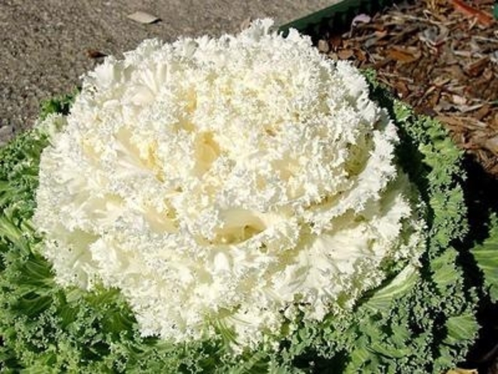 Flowering Kale Kamome White - Flowering Kale from Milmont Greenhouses