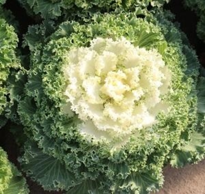 Flowering Kale Nagoya White - Flowering Kale from Milmont Greenhouses