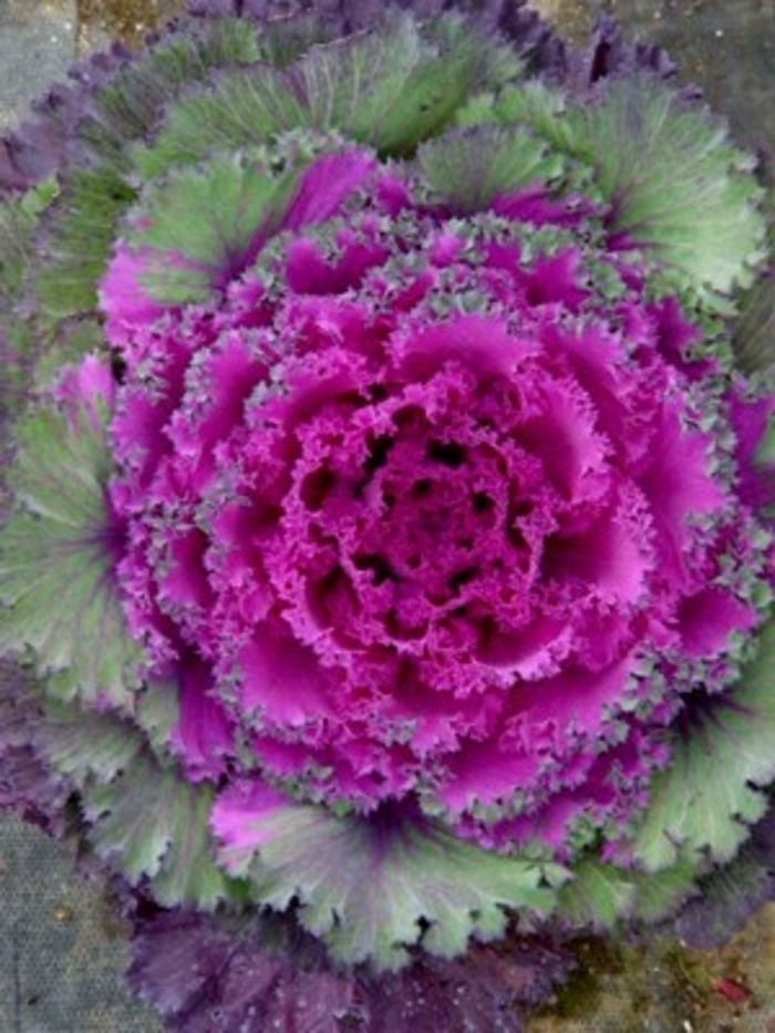 Flowering Kale Chidori Red - Kale from Milmont Greenhouses