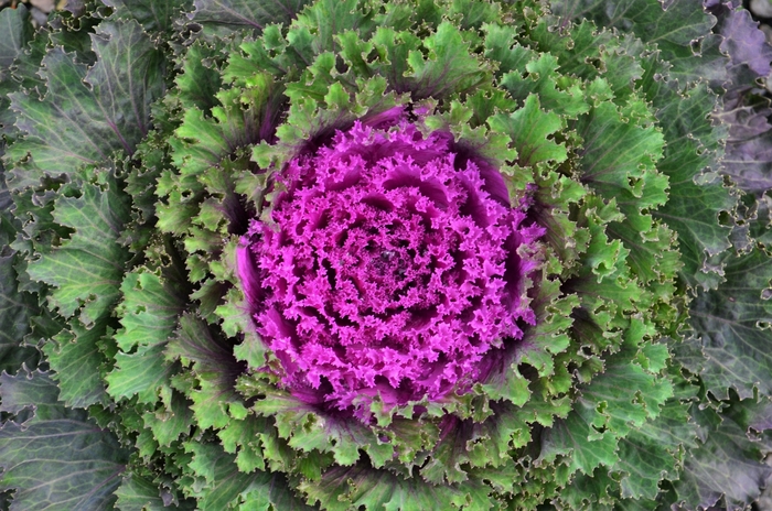Flowering Kale Nagoya Red - Kale from Milmont Greenhouses