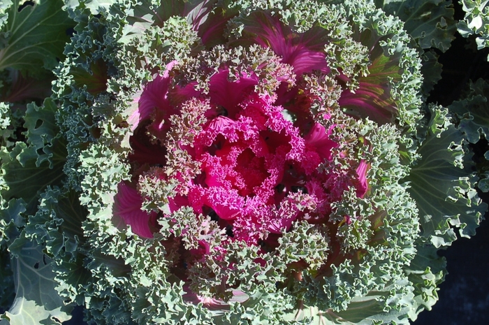 Flowering Kale Nagoya Rose - Kale from Milmont Greenhouses