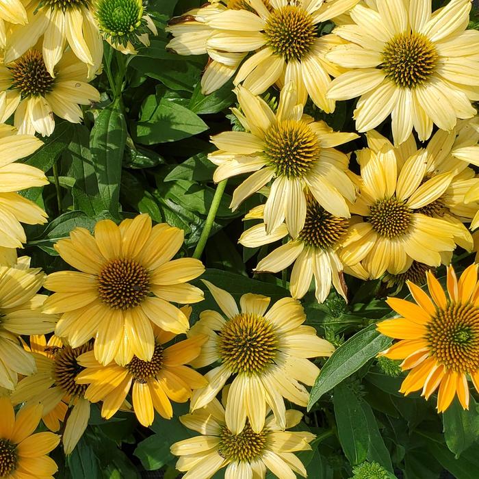 Sunmagic 'Vintage Mango' Coneflower - Echinacea x from Milmont Greenhouses