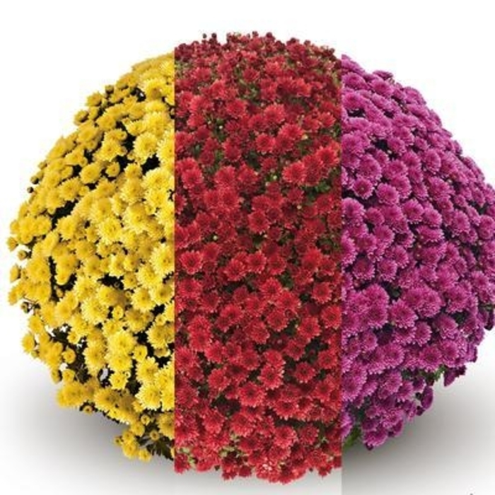 Mum Combo 20 - Mum from Milmont Greenhouses
