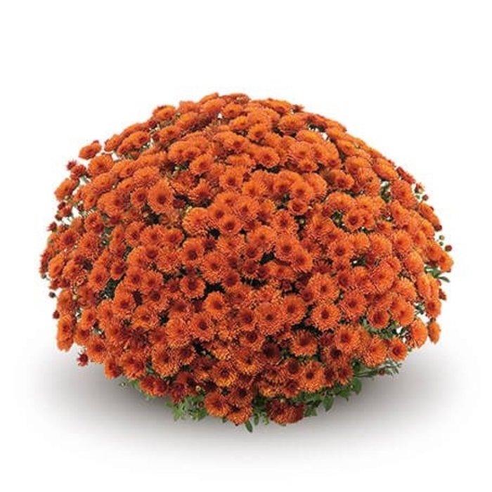 Mum Rhinos Orange - Mum from Milmont Greenhouses
