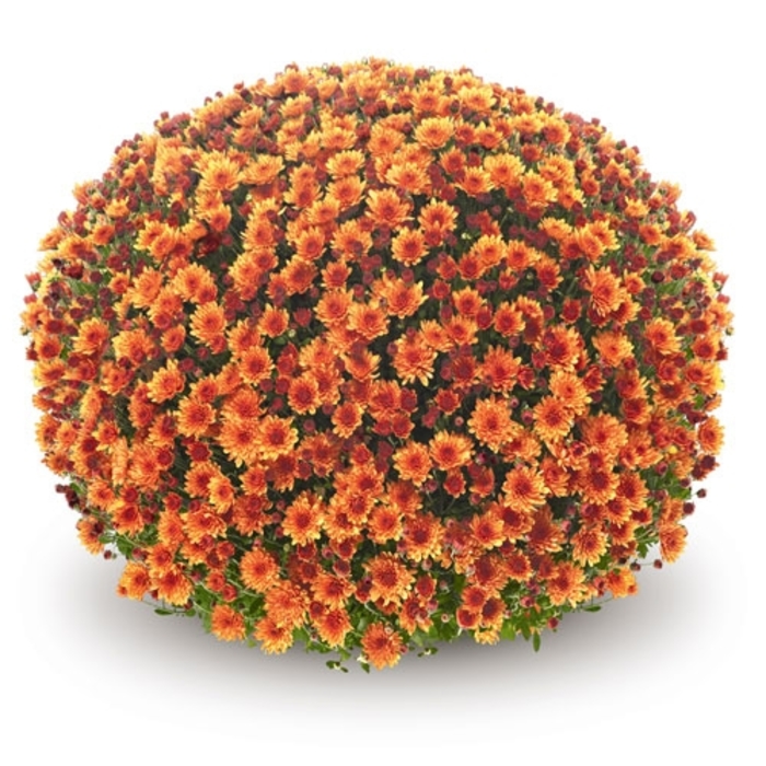 Mum Veritas Orange - Mum from Milmont Greenhouses