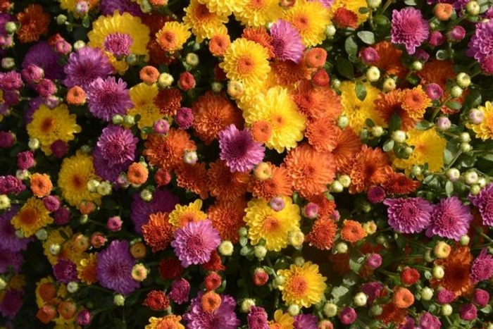 Mum Gigi Combo 29 - Mum from Milmont Greenhouses