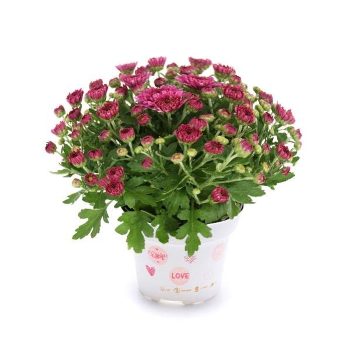 Mum Soul Sister Pink - Mum from Milmont Greenhouses