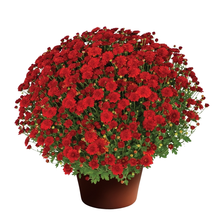 Mum Hailey Red Bronze - Mum from Milmont Greenhouses