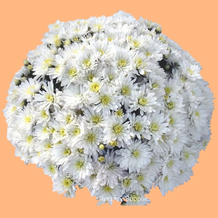 Mum Aluga White - Mum from Milmont Greenhouses