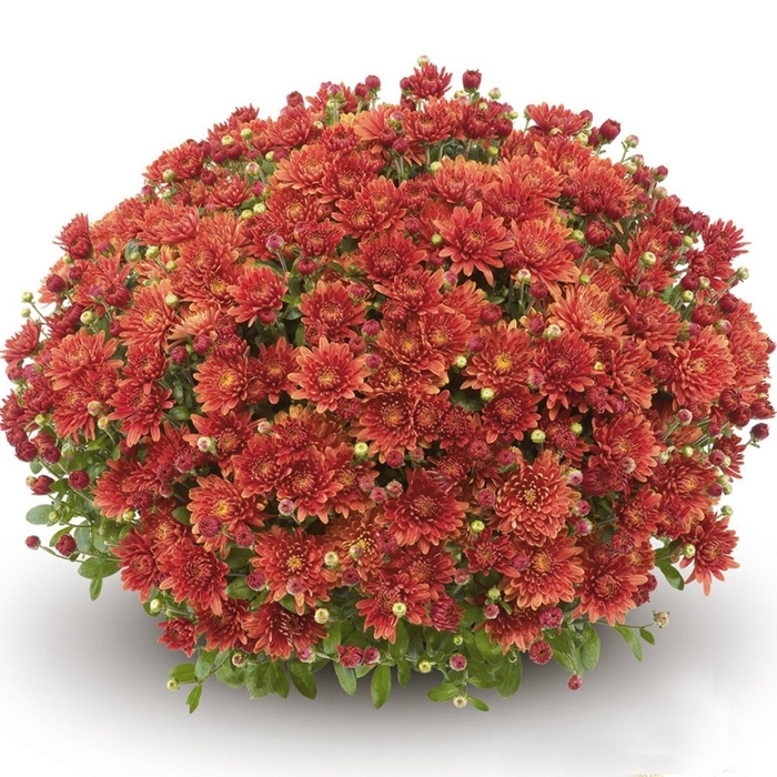 Mum Amiko Bronze - Mum from Milmont Greenhouses