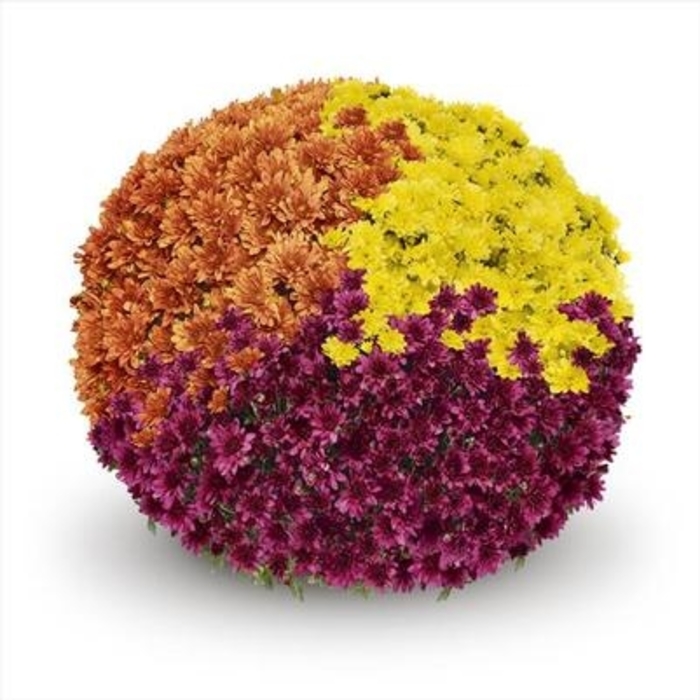 Mum Arluno Combo 27 - Mum from Milmont Greenhouses
