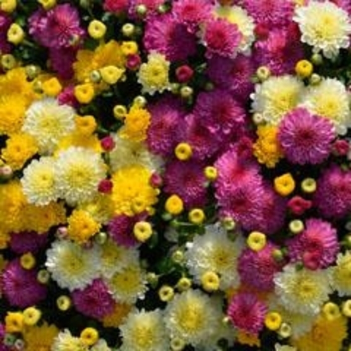 Mum Gigi Combo 1 - Mum from Milmont Greenhouses