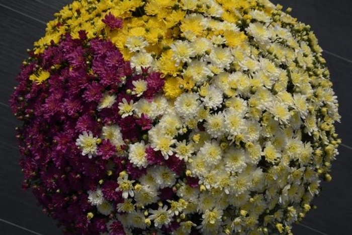 Mum Jacqueline Combo 3 - Mum from Milmont Greenhouses