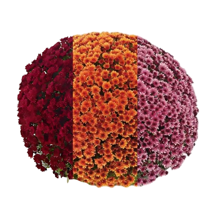 Mum Vigorelli Combo 21 - Mum from Milmont Greenhouses