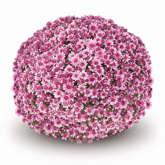 Mum Penera Pink - Mum from Milmont Greenhouses