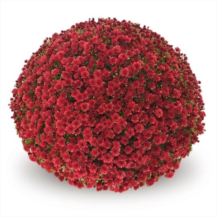 Mum Jasoda Red - Mum from Milmont Greenhouses