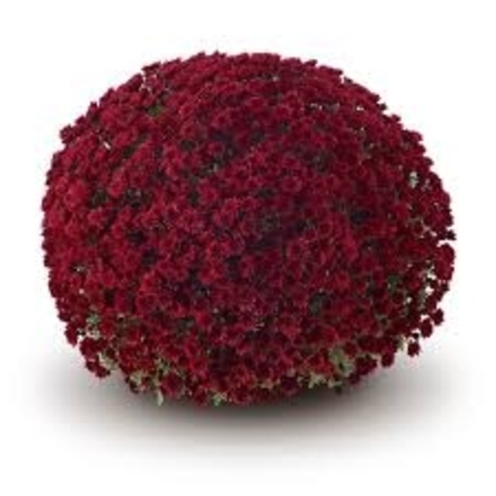 Mum Vigorelli Red - Mum from Milmont Greenhouses