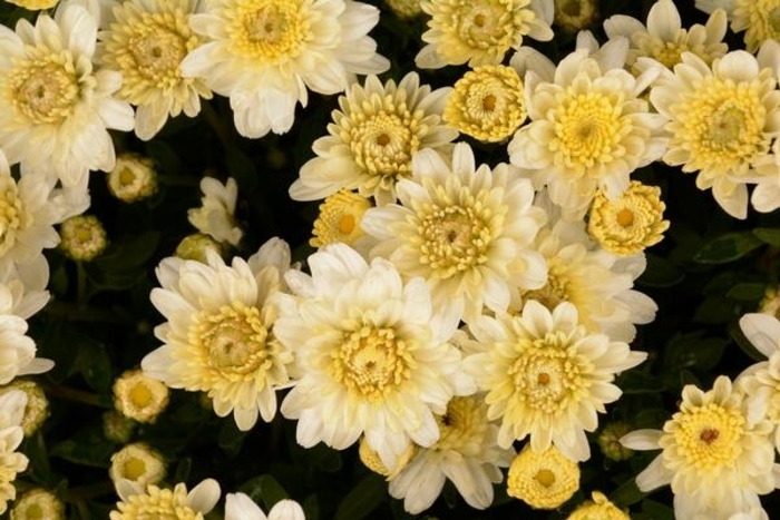 Mum Chelsey White - Mum from Milmont Greenhouses