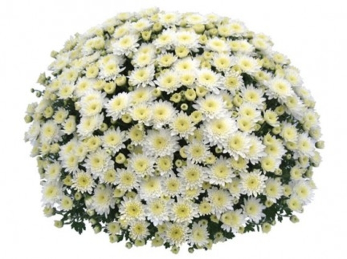 Mum Prima White - Mum from Milmont Greenhouses