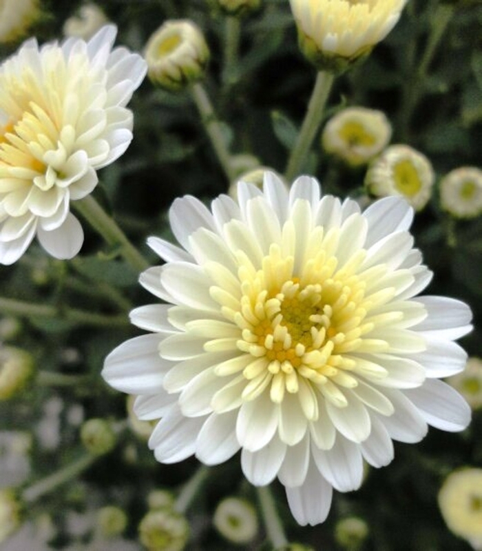 Mum Stavisky White - Mum from Milmont Greenhouses