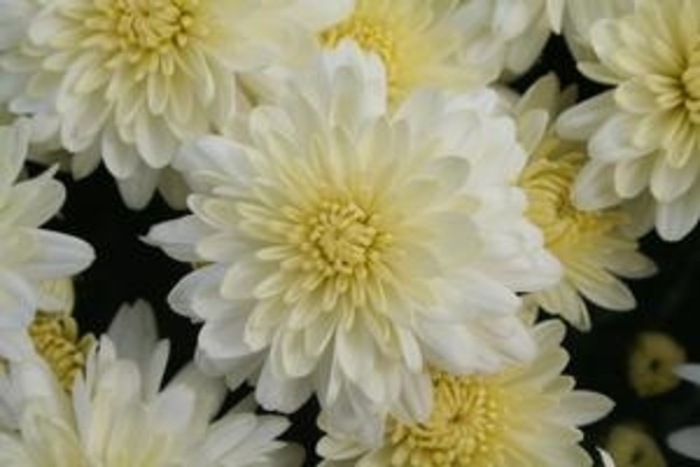 Mum Wilma White - Mum from Milmont Greenhouses
