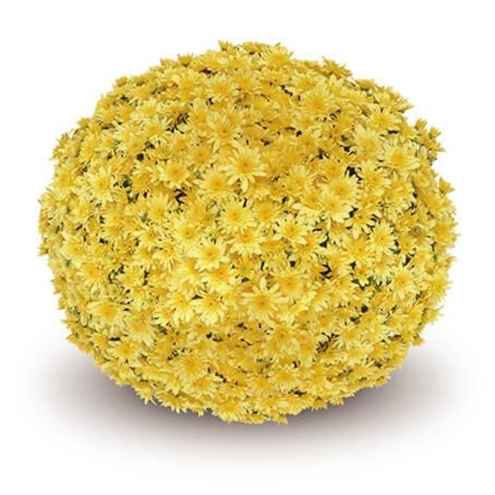 Mum Fonti Yellow - Mum from Milmont Greenhouses