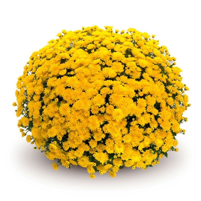 Mum Sinelli Yellow - Mum from Milmont Greenhouses