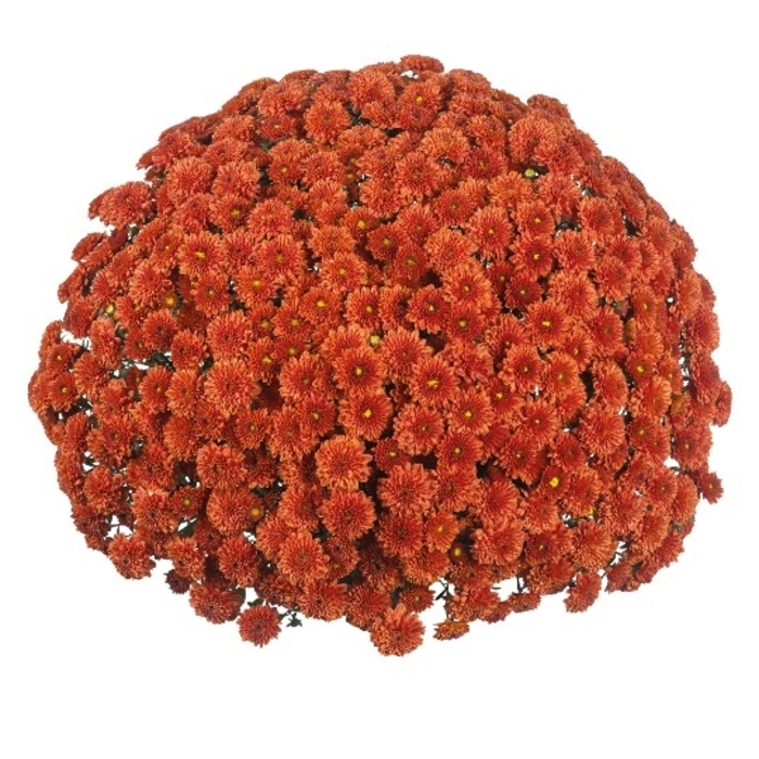 Mum Ditto Bronze - Mum from Milmont Greenhouses