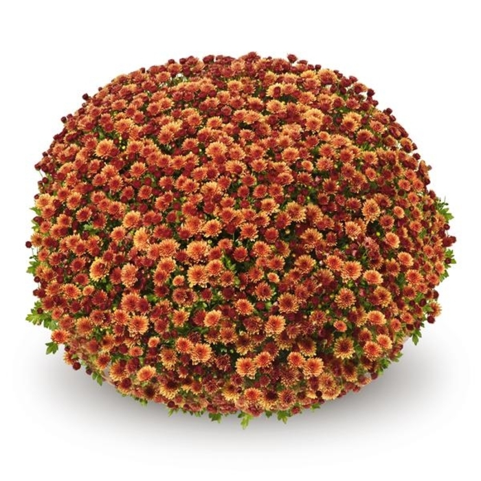 Mum Jasoda Orange - Mum from Milmont Greenhouses