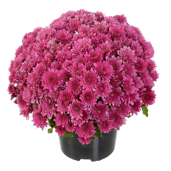 Mum Buzz Lavender - Mum from Milmont Greenhouses