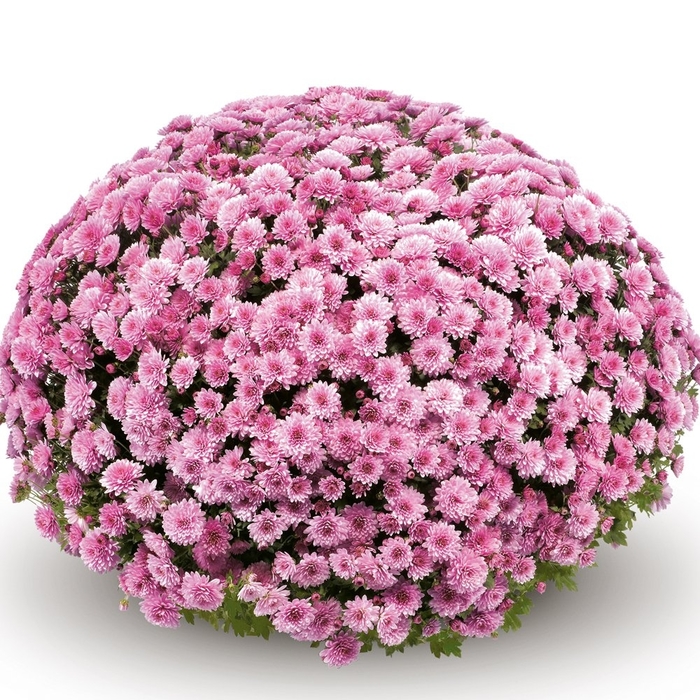 Mum Jasoda Pink - Mum from Milmont Greenhouses