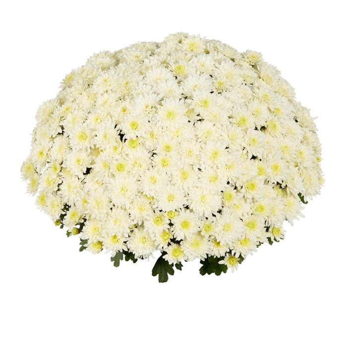 Mum Fresh White - Mum from Milmont Greenhouses