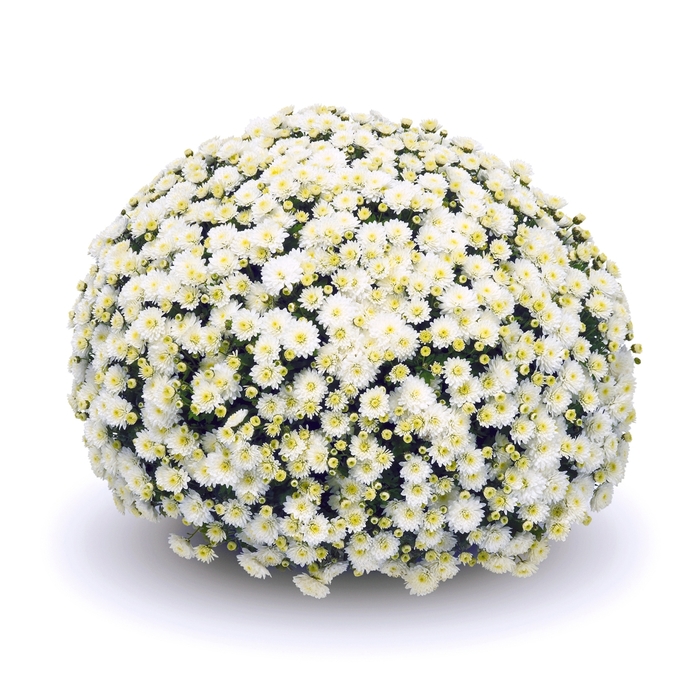 Mum Jasoda White - Mum from Milmont Greenhouses