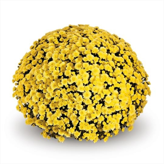 Mum Jasoda Yellow - Mum from Milmont Greenhouses