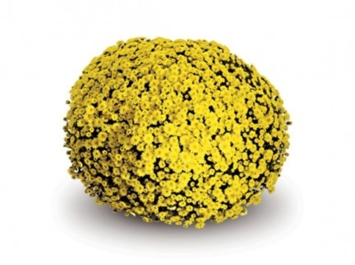 Mum Staviski Yellow - Mum from Milmont Greenhouses