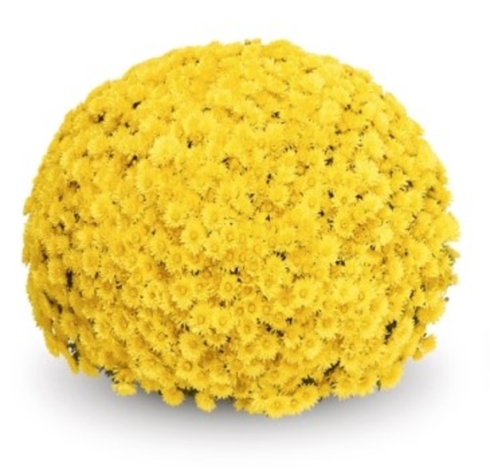 Mum Soul Sister Yellow - Mum from Milmont Greenhouses