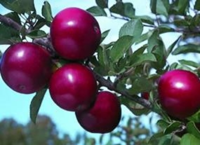 Apple Arkansas Black Semidwarf - Apple from Milmont Greenhouses