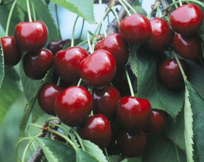 Cherry Blackgold Semidwarf - Cherry from Milmont Greenhouses