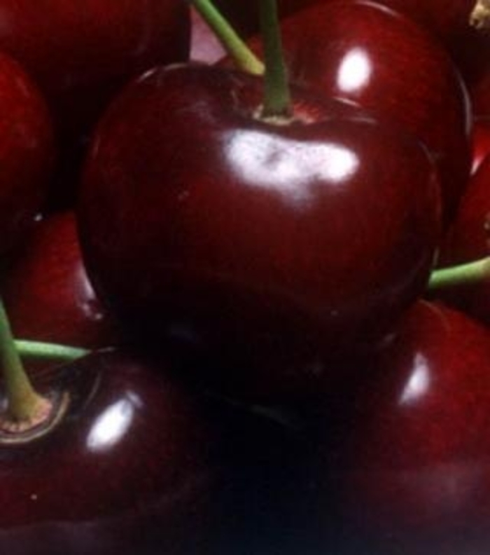 Cherry Blackyork EasternBing Semidwarf - Cherry from Milmont Greenhouses