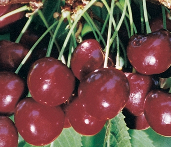 Cherry Regina Semidwarf - Cherry from Milmont Greenhouses