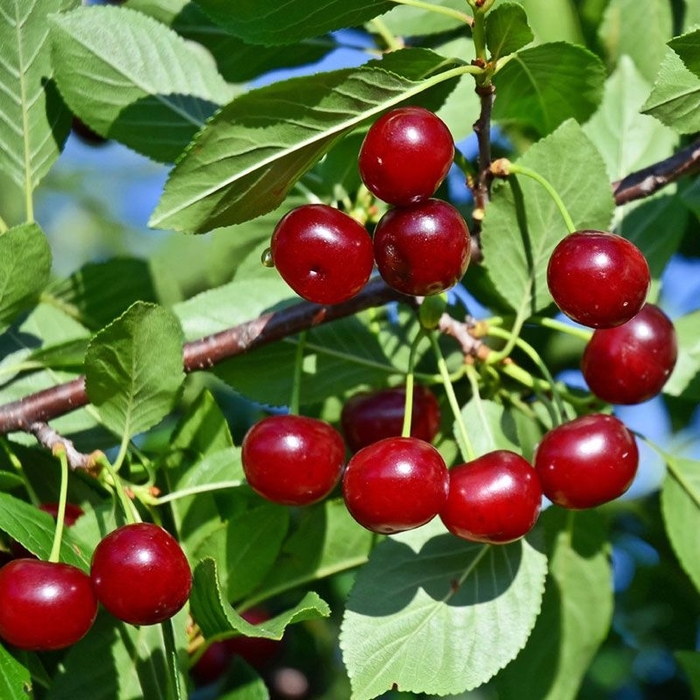 Cherry Carmine Jewel Bush - Cherry from Milmont Greenhouses