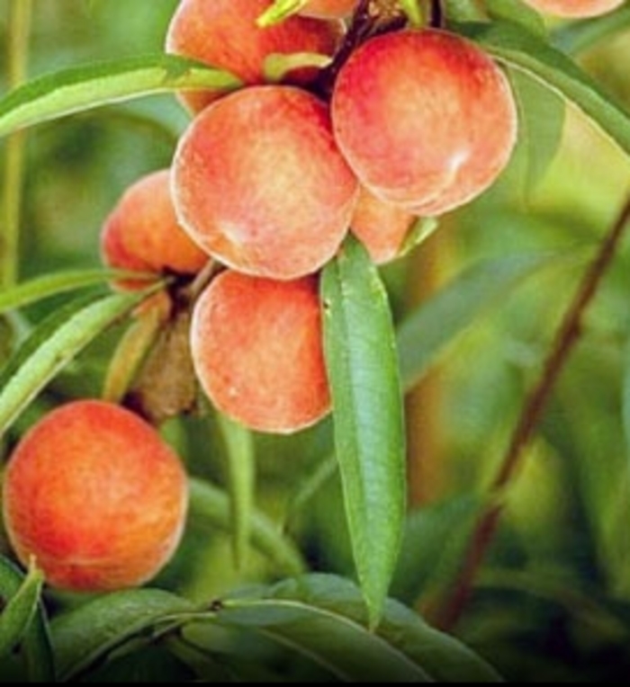 Peach Belle of Georgia Dwarf - Peach from Milmont Greenhouses