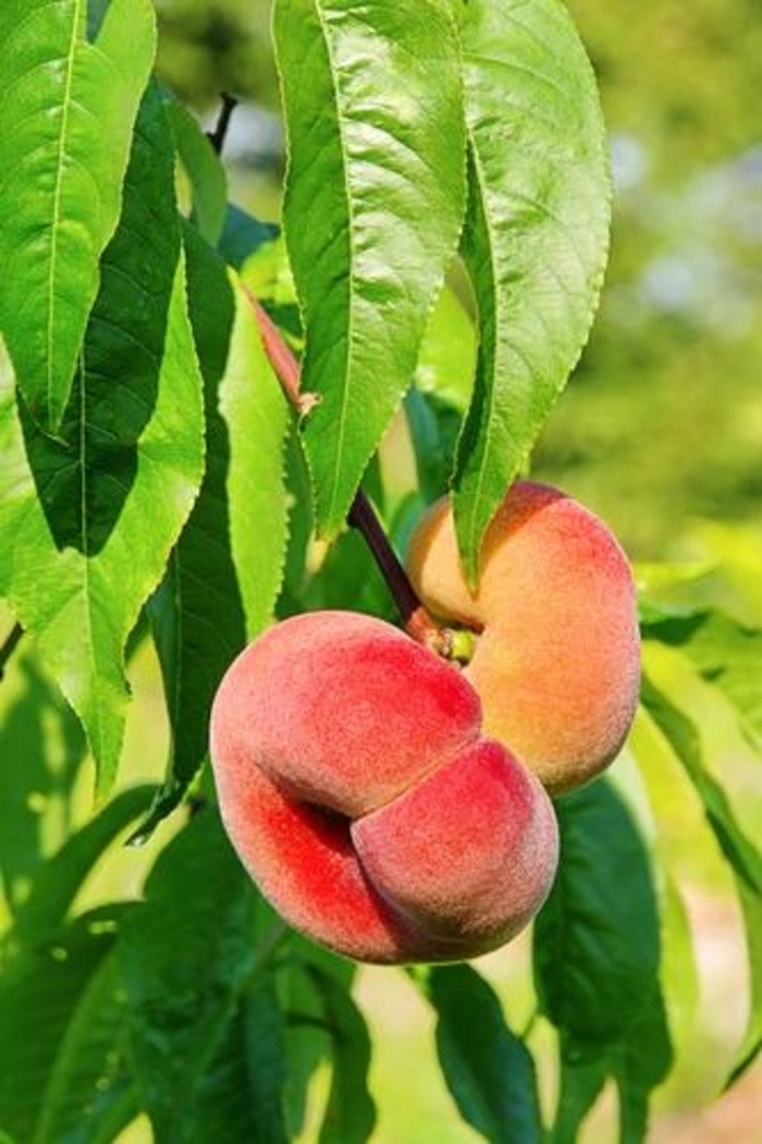 Peach Saturn Donut Dwarf - Peach from Milmont Greenhouses
