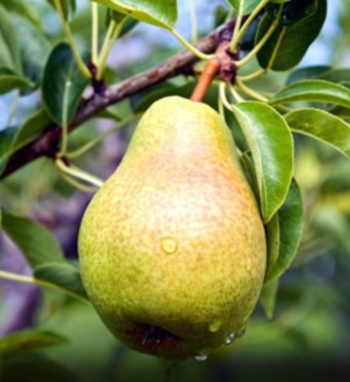 Pear Bartlett Dwarf - Pear from Milmont Greenhouses