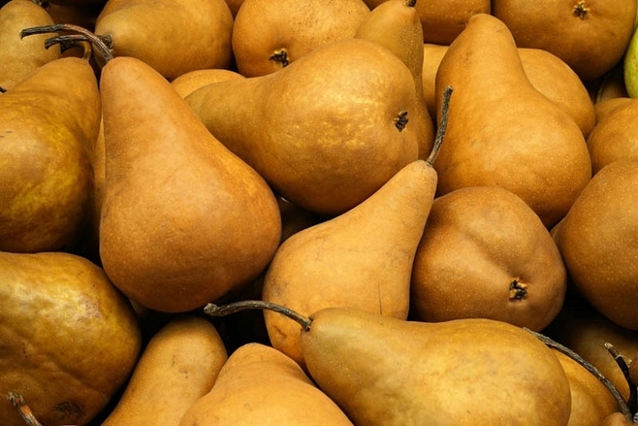 Pear Golden Russett Bosc Dwarf - Pear from Milmont Greenhouses