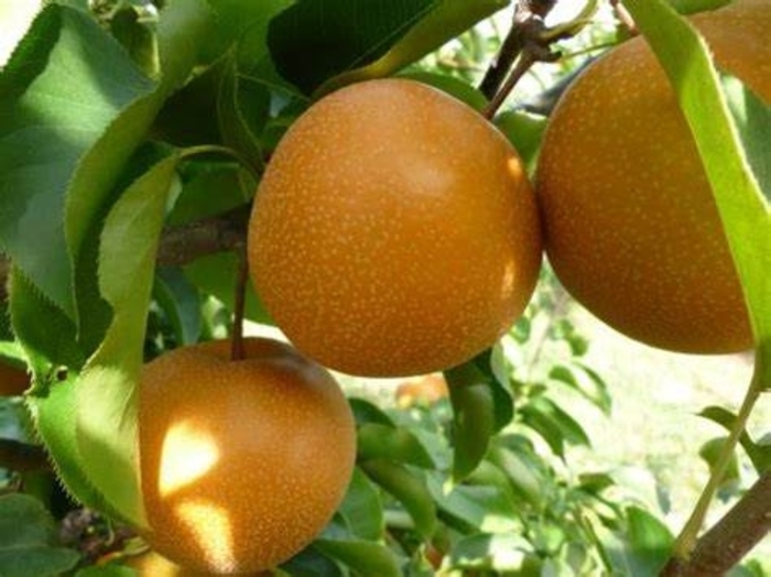 Pear Raja Asian Dwarf - Pear from Milmont Greenhouses