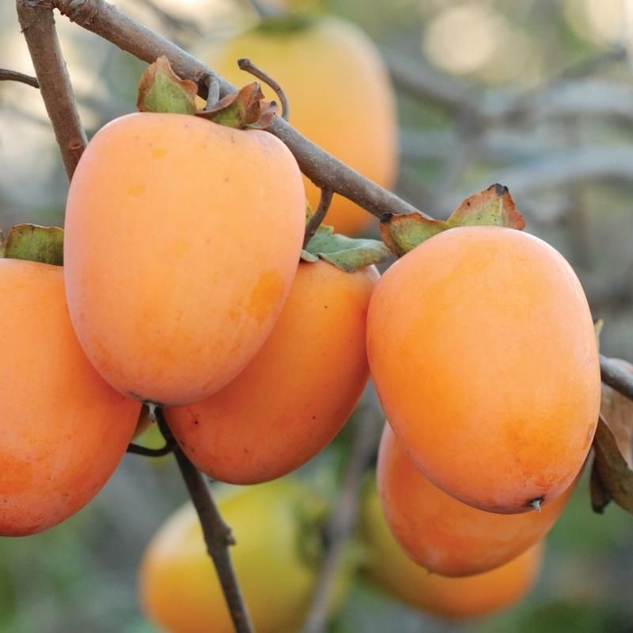 Persimmon Saijo - Persimmon from Milmont Greenhouses