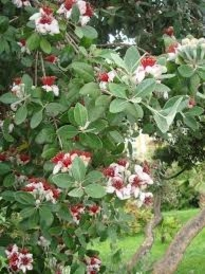 Guava Pineapple - Pineapple from Milmont Greenhouses